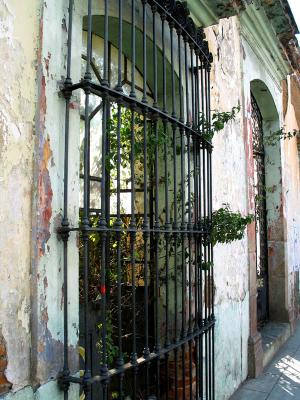 window and plants