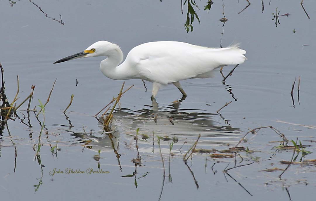 Snowy Egret