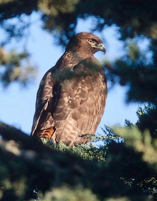 Red-tailed Hawk, dark phase adult