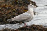 Glaucous-winged Gull, 2nd cycle