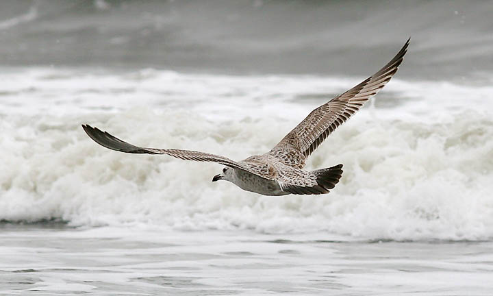 gull #2 - possible Vega Gull, 1st cycle 