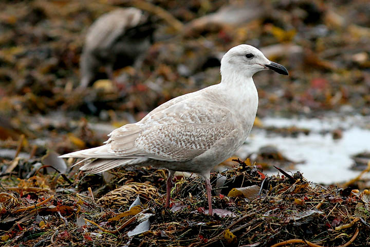 Glaucous-winged Gull, bleached 1st cycle