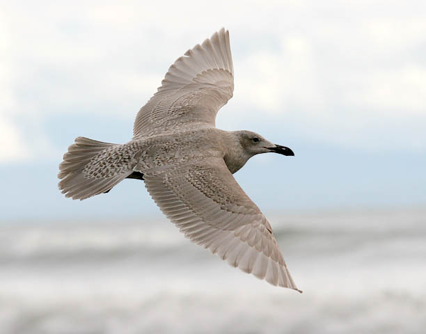 Glaucous-winged Gull, 1st cycle