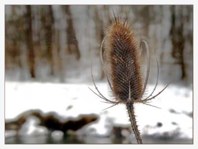 January-16-05Thistle