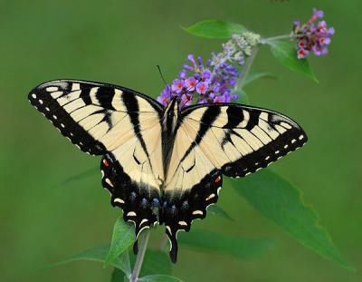 Eastern Tiger Swallowtail (male)