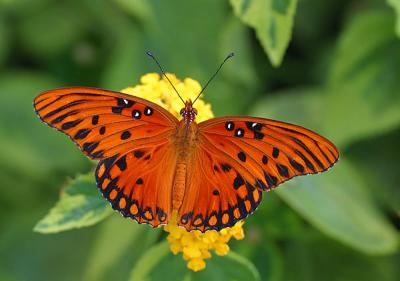 Gulf Fritillary