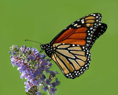 Monarch (side view)