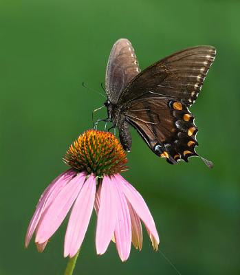 Tiger Swallowtail (Dark Form) on Coneflower