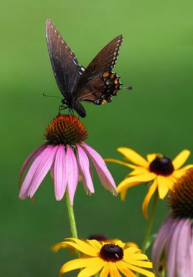 Dark Tiger Swallowtail with Flowers