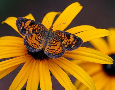 Pearly Crescentspot on Black-Eyed Susan