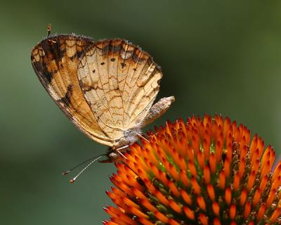 Pearly Crescentspot (side view)