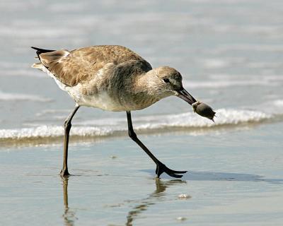 Willet with Sand Flea