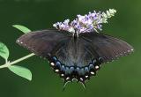 Tiger Swallowtail (Dark Form)