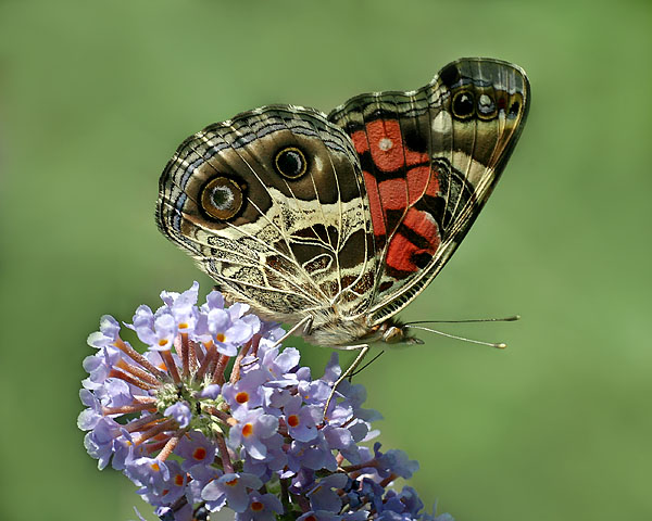 American Lady