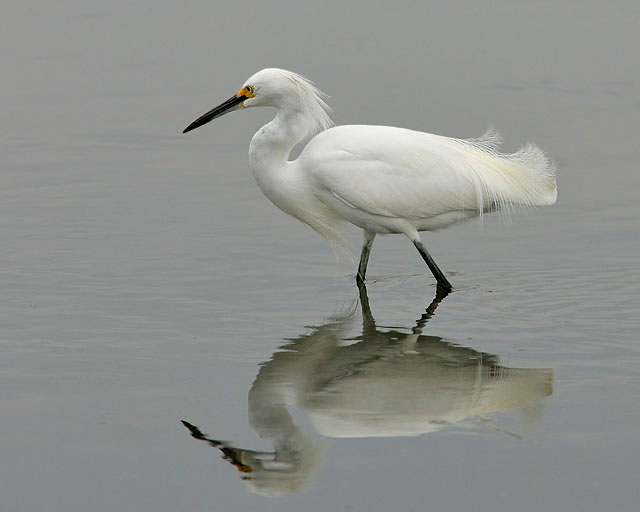 Snowy Egret (breeding plumage)