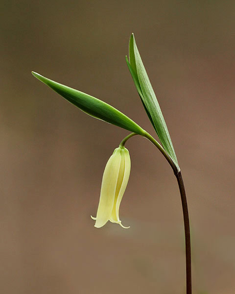 Sessile Bellwort