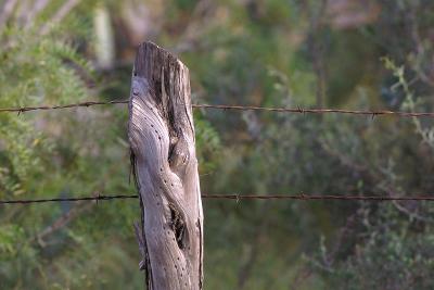 Horse-Hoof-Post