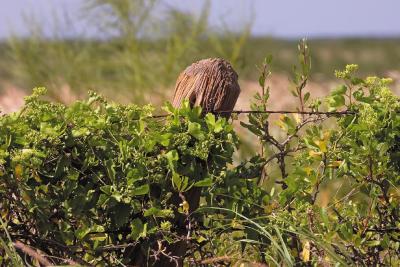 Peek-a-Boo-Post