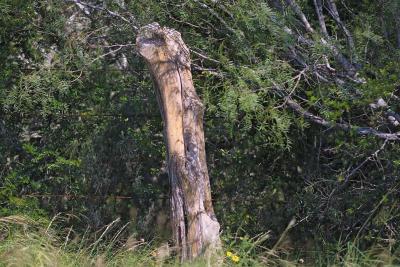 Dog-Bone-Post