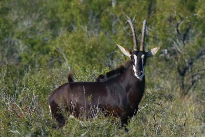 Sable-Buck