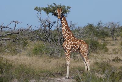 Texas-Tall