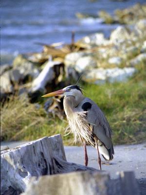 Heron on the Shore