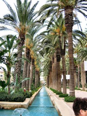Palm Scape.JPG