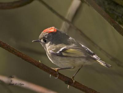 Ruby-crowned Kinglet