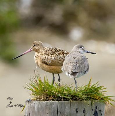 Marbled Godwit and Willet