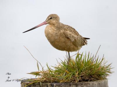 Marbled Godwit