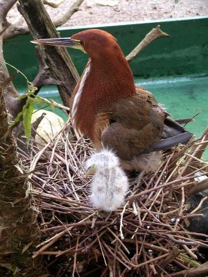 Momma_and_baby2.jpg