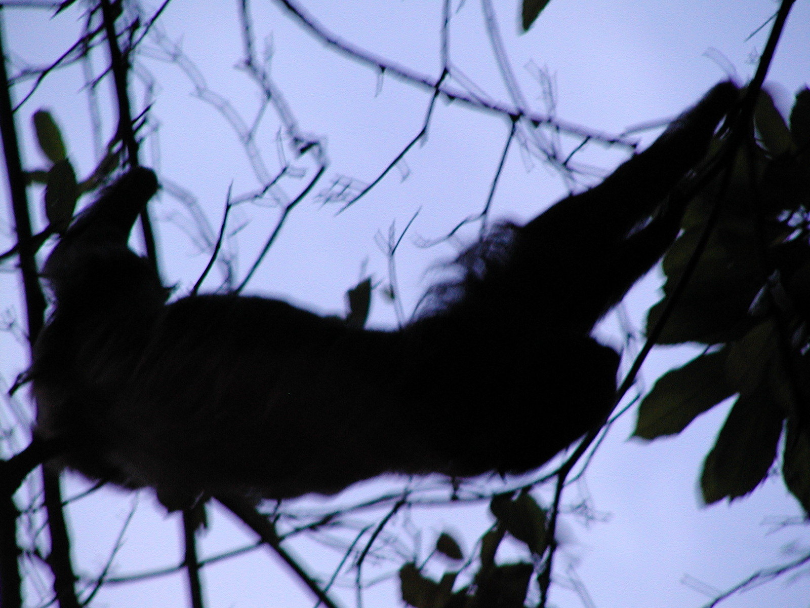 Silhouette of a sloth