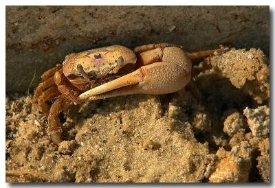 fiddler crab