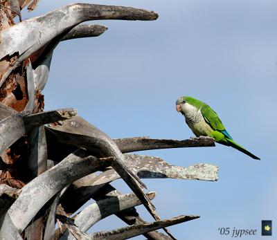 u14/jypsee/medium/41812511.monkparakeet.jpg