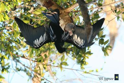 anhinga reflection
