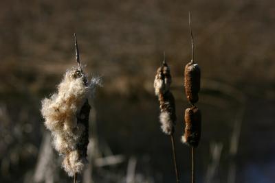 Blowin in the wind