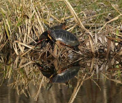 Turtle twins