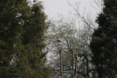 400mm__zoom_vs_prime