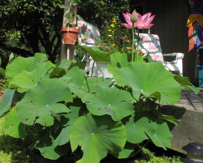 u14/karenfrogpond/medium/20022850.8_05_03_003HailLotus.jpg