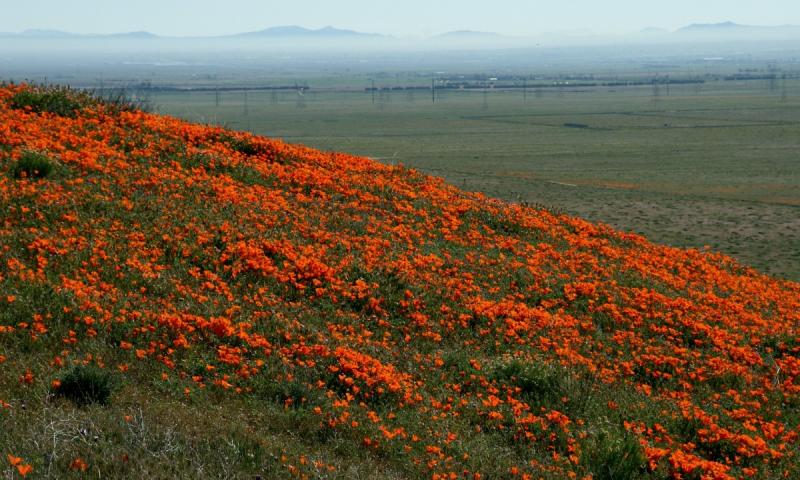 075 Hillside of poppies_1398Nfp`0503080920.JPG