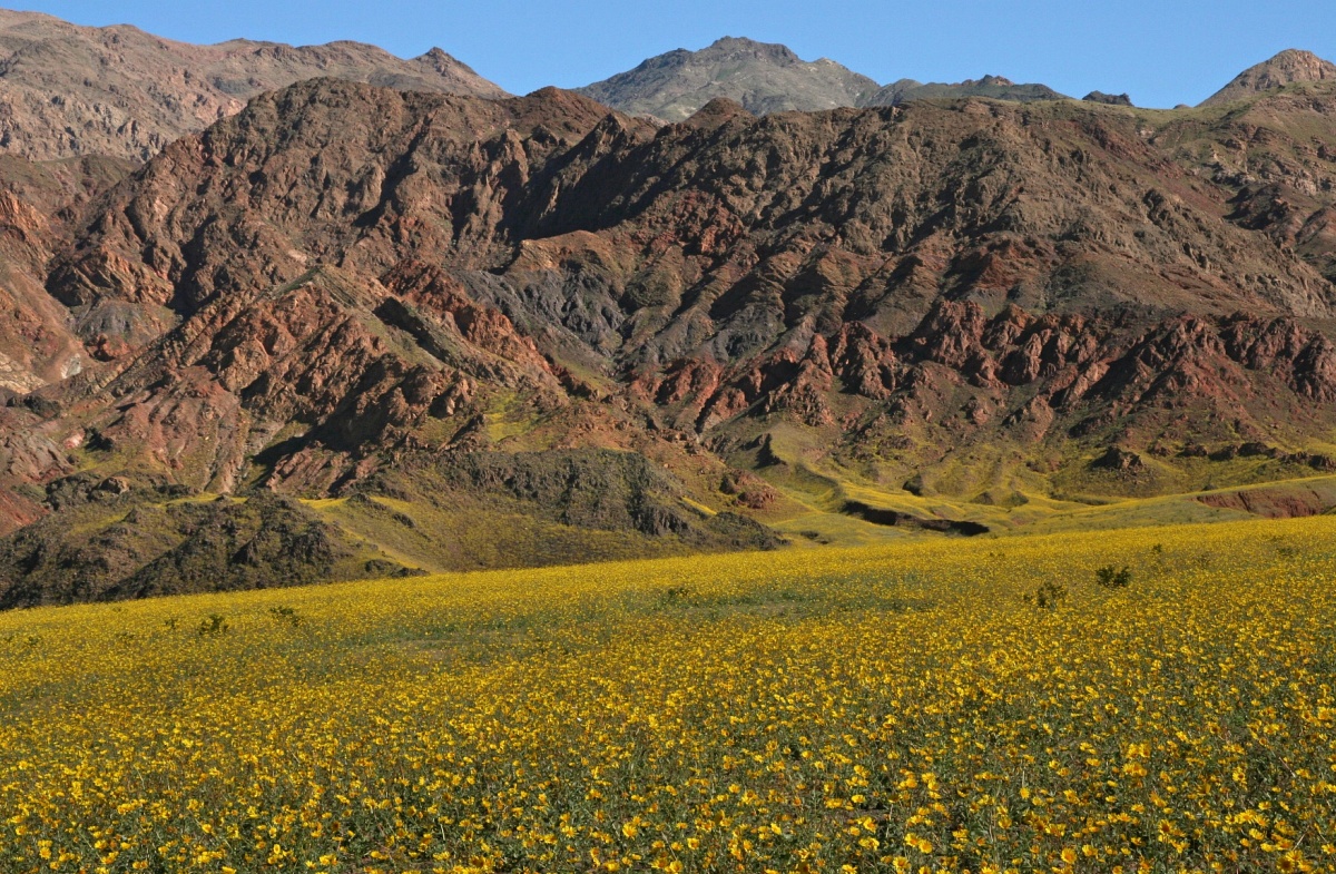 072 Yellow flower carpets, mountains along Jubilee Pass road_1159Ps`0503070917.jpg