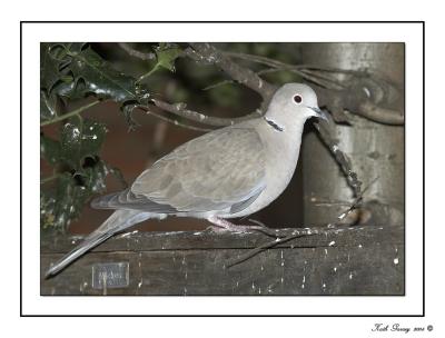 Dove