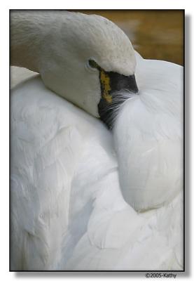 Swan Resting.jpg