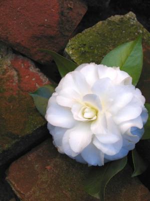 Alba plena camellia