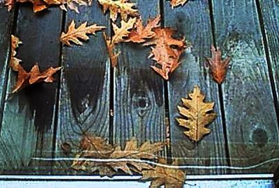 porch leaves