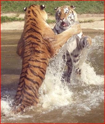 u14/kendotken/medium/20058836.Tigers.jpg