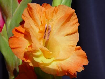 Orange Gladiola