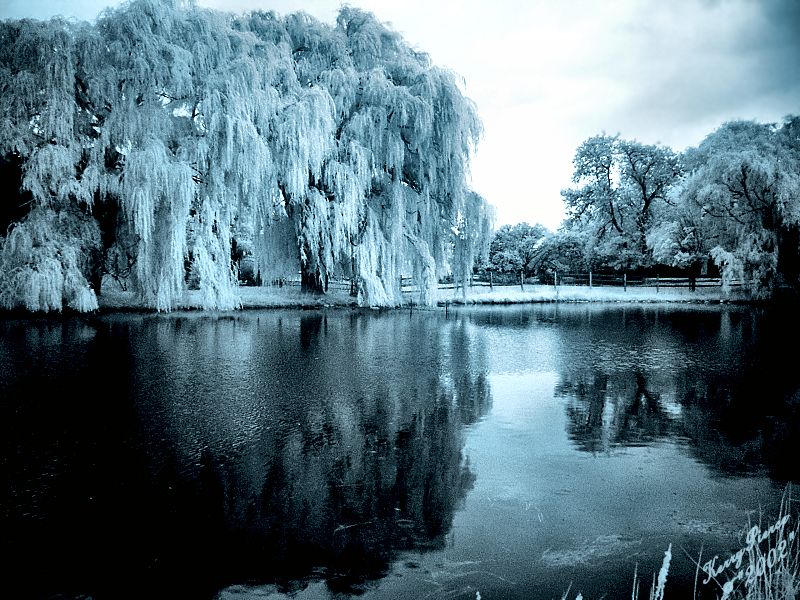 IR Weeping Willow Reflections