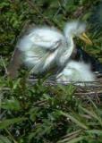 Baby egrets 5x7 From DSC_4767 copy.jpg