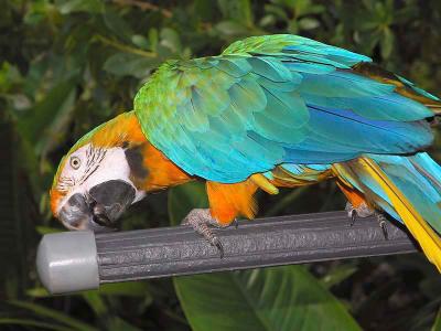 Parrot Jungle